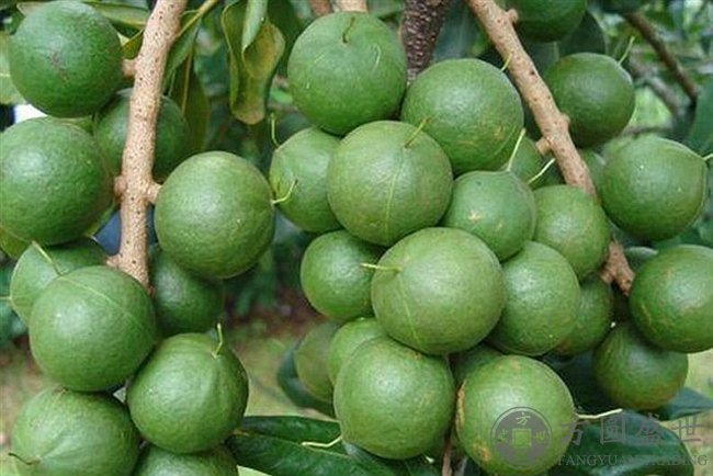 夏威夷果(图2)